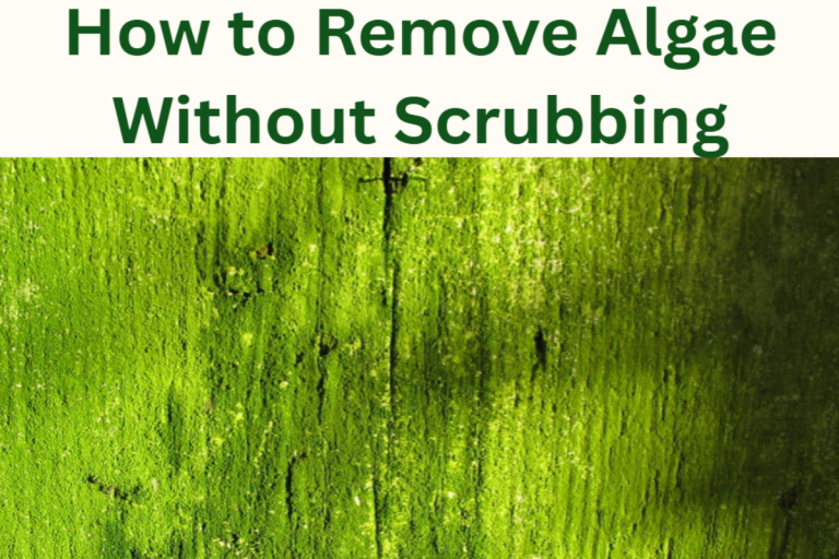 How to remove algae on different surfaces without scrubbing