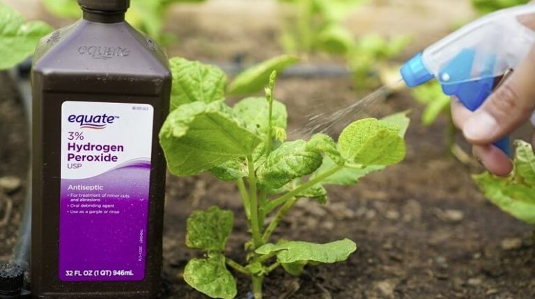 How to sterilize large amounts of soil to kill bugs and pathogens