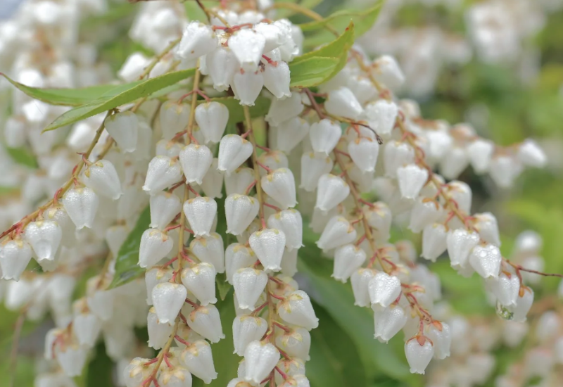 It has drooping bell-shaped flowers and is perfect as a border plant