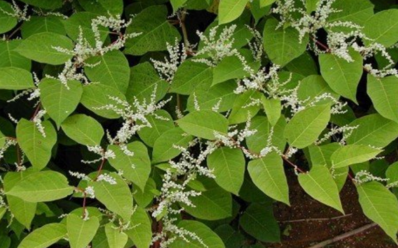 Japanese Knotweed is mostly found in the southern and central areas of Ontario