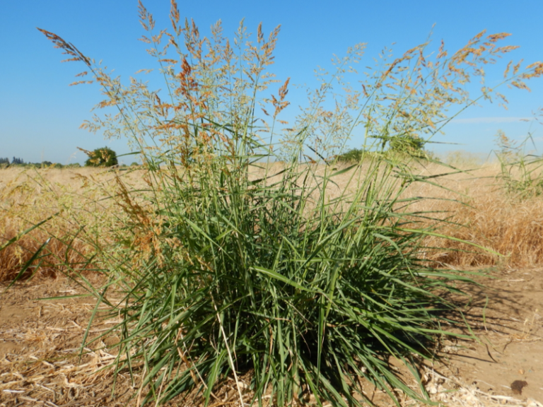 20 Most Common Weeds in Texas - InsightWeeds