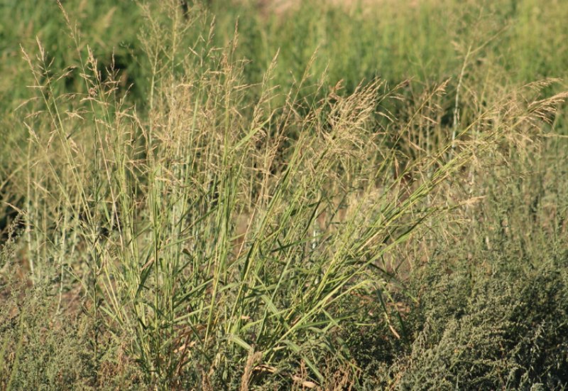 Hand-pulling, hoeing, and various herbicides like butachlor and glyphosate can be used to control Jungle Rice