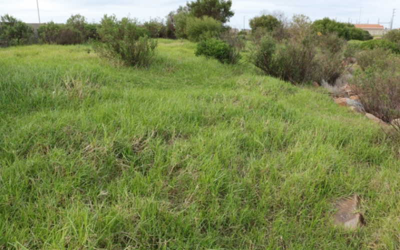 Kikuyu grass is used as for forage, soil stabilization, and land reclamation efforts