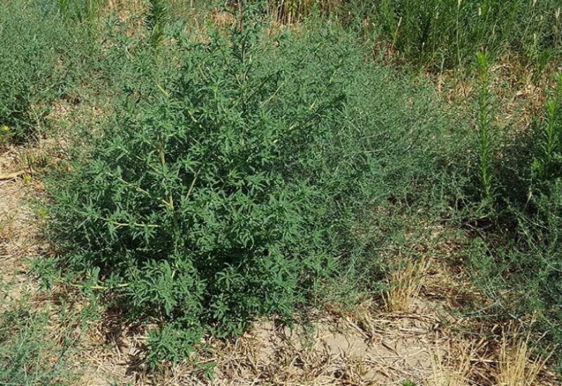 The bushy invasive weed can spread widely, overtaking a landscape