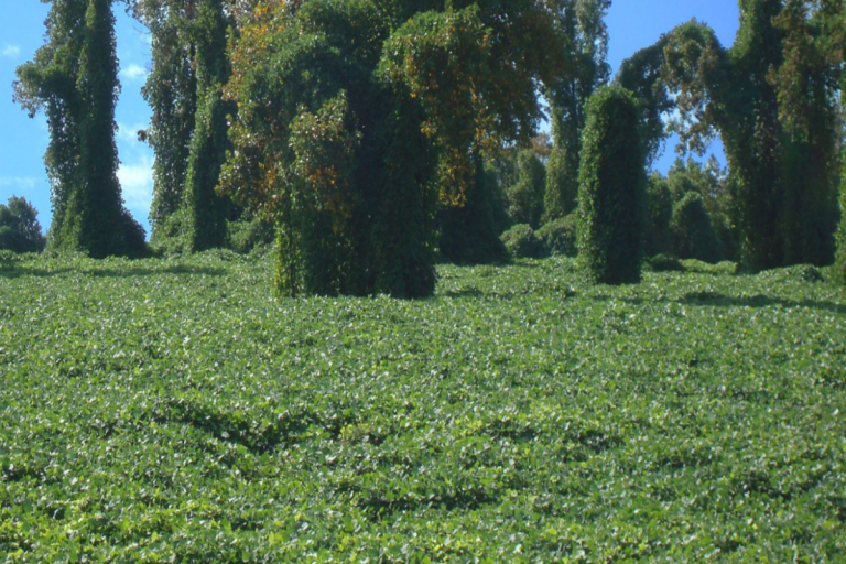 Kudzu has spread to more than 44 counties in Indiana