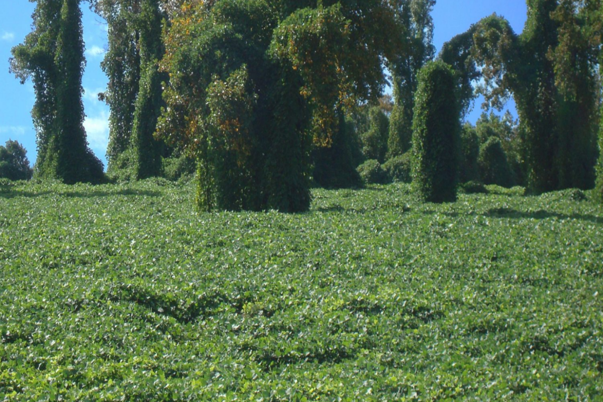 Kudzu has spread to more than 44 counties in Indiana