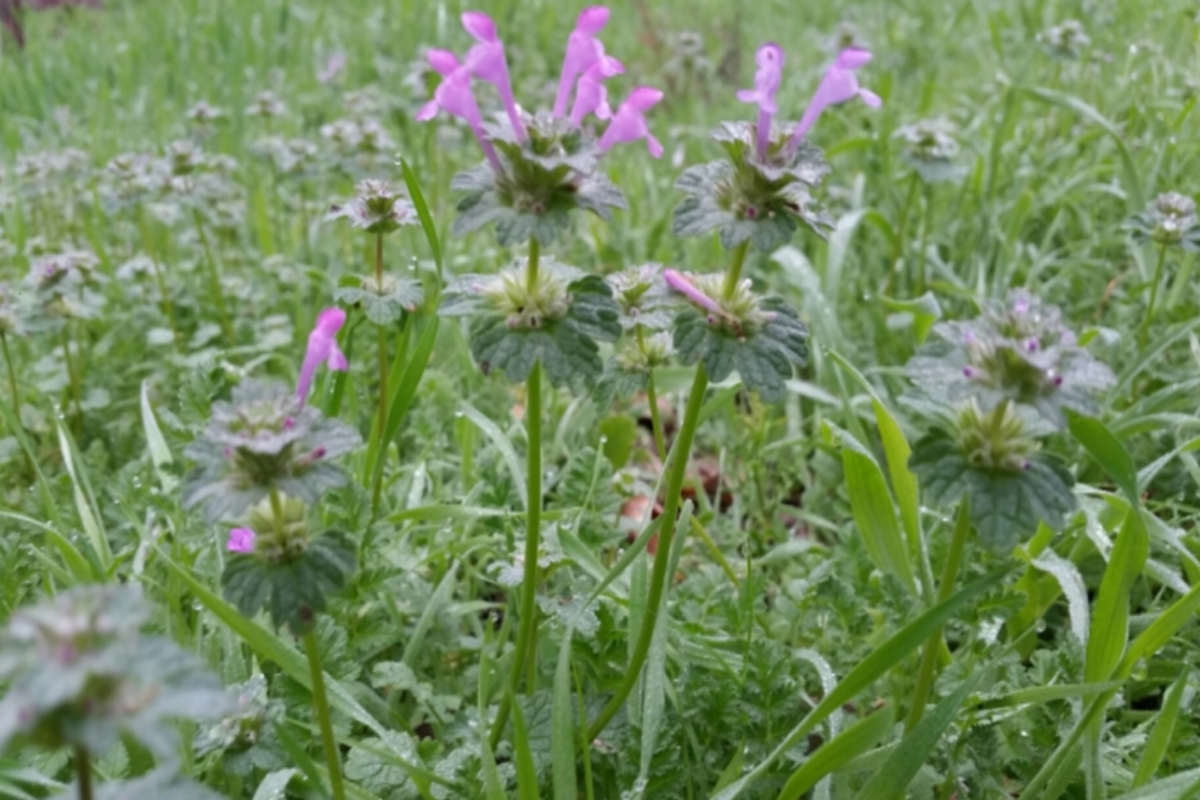 Lamium amplexicaule, commonly known as Henbit deadnettle or Deadnettle