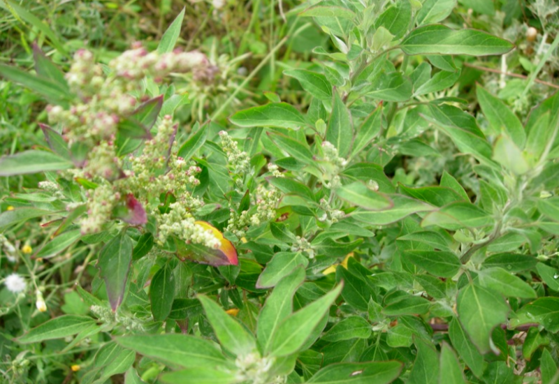 Lamb's Quarters dense growth shades out other garden plants