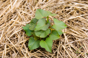 Mulch Glue is a Much Effective Way to Prevent Weeds From Germinating