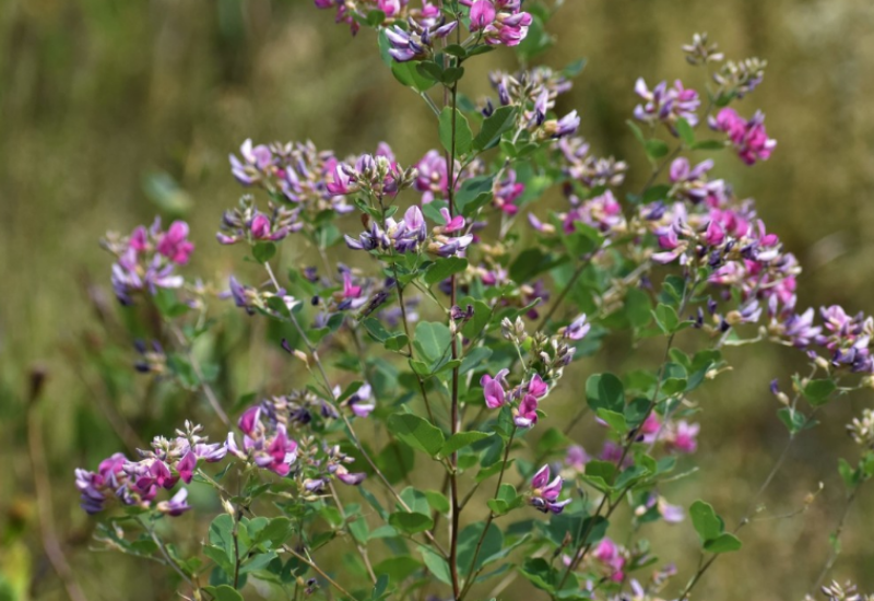Bicolor Lespedeza has upright, much-branched stems and pea-like pink to purple flowers