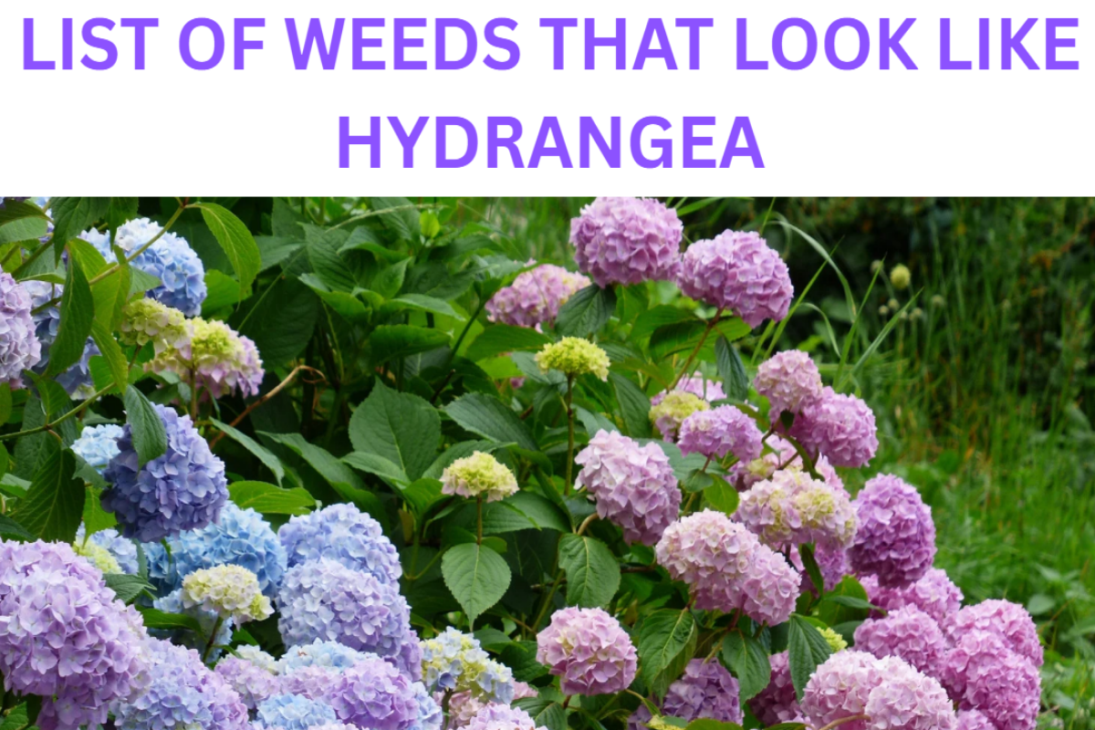 List of weeds that look like hydrangea