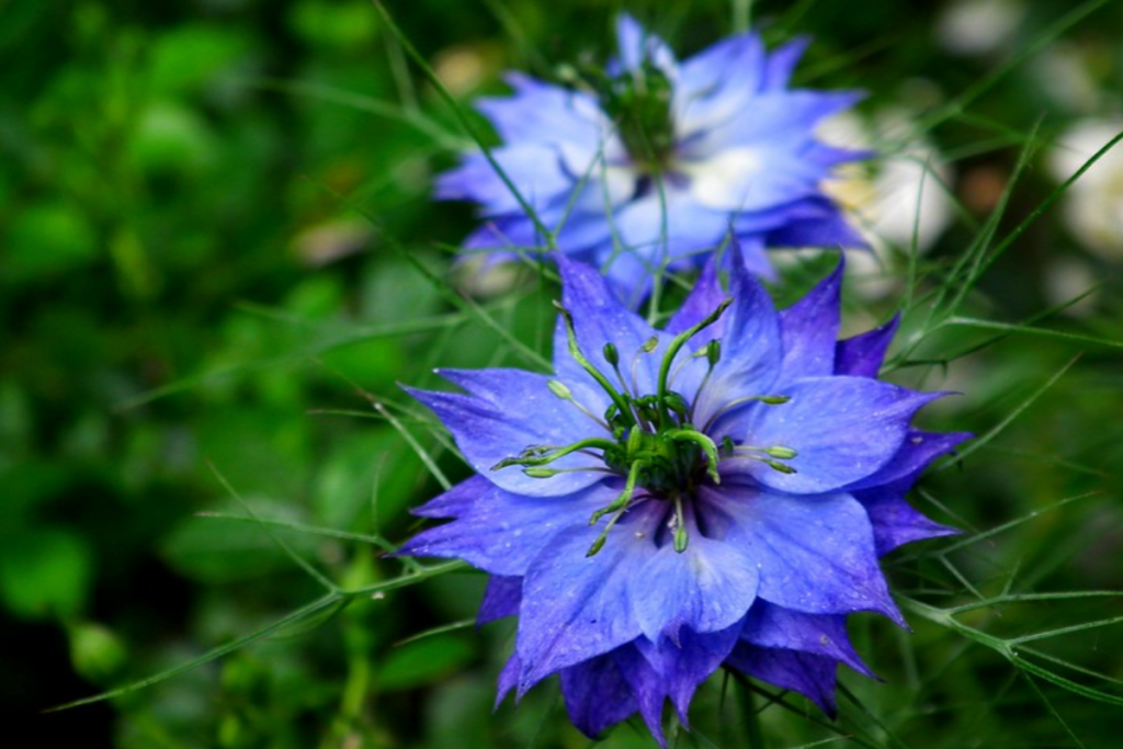 Love-in-a-Mist