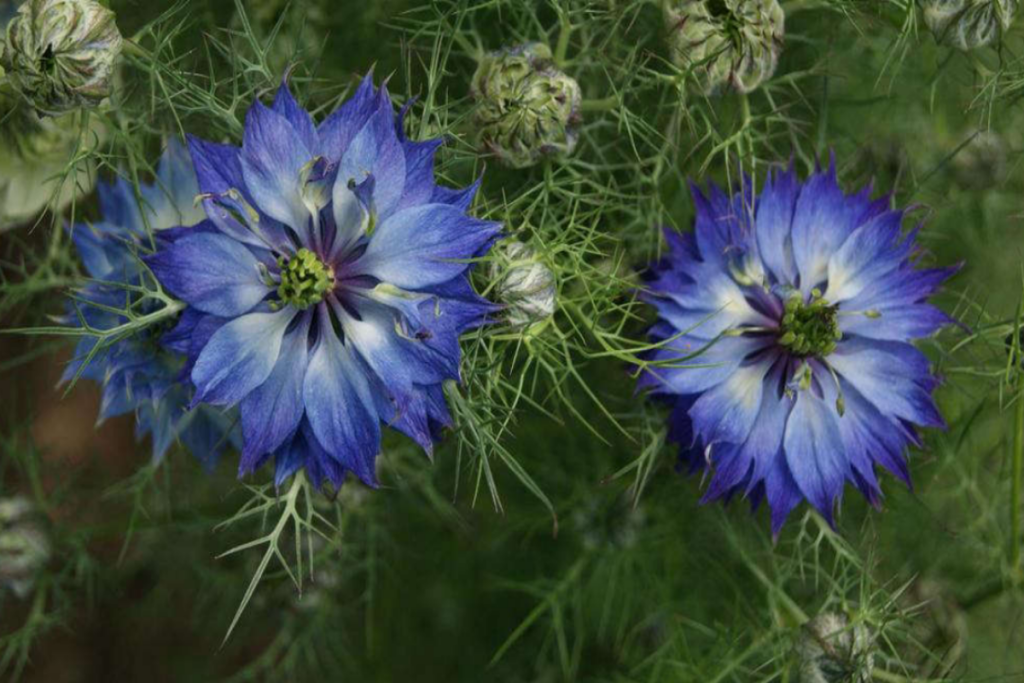 Love-in-a-Mist features feathery, fennel-like leaves and showy, bright-blue flowers.