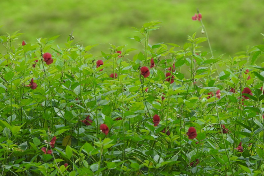 Macroptilium lathyroides (Phasey bean)