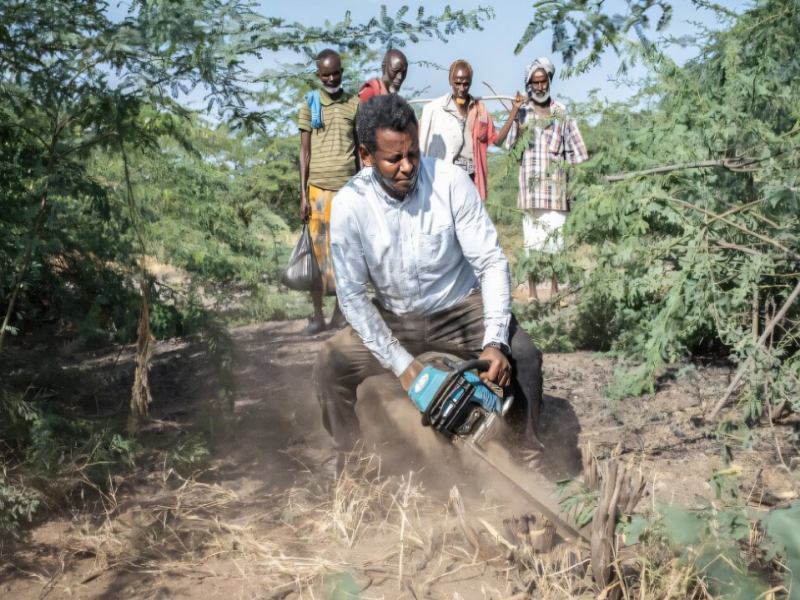 Man cutting down Prosopis shrubs