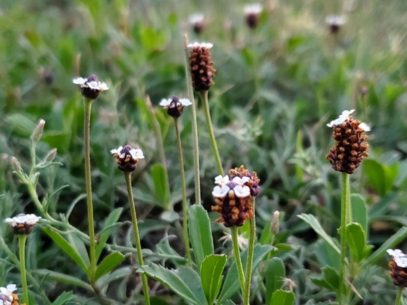Matchweed forms dense mats on lawns and open fields