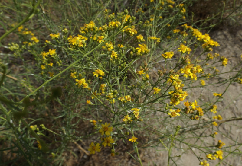 Matchweed has needle-like leaves and small flowerheads with yellow ray florets