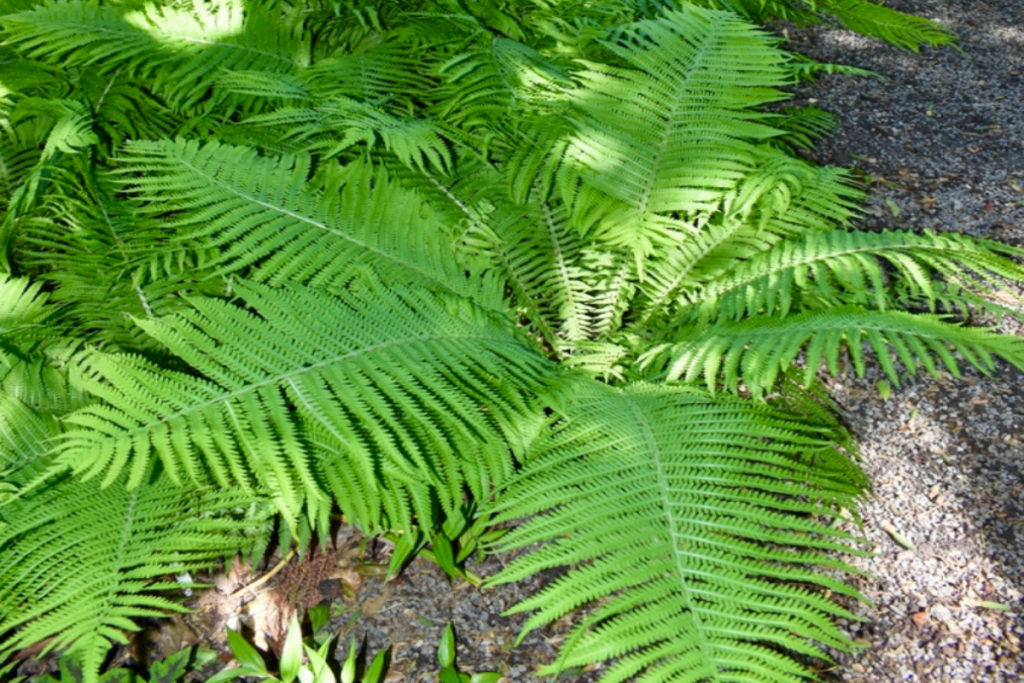 Ostrich Fern or Fiddlehead Fern