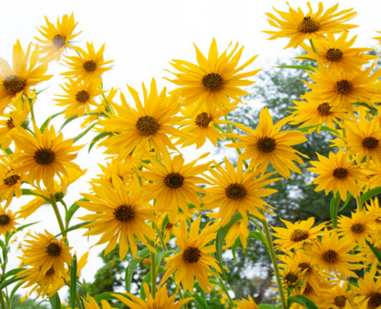 Weed That Looks Like A Sunflower