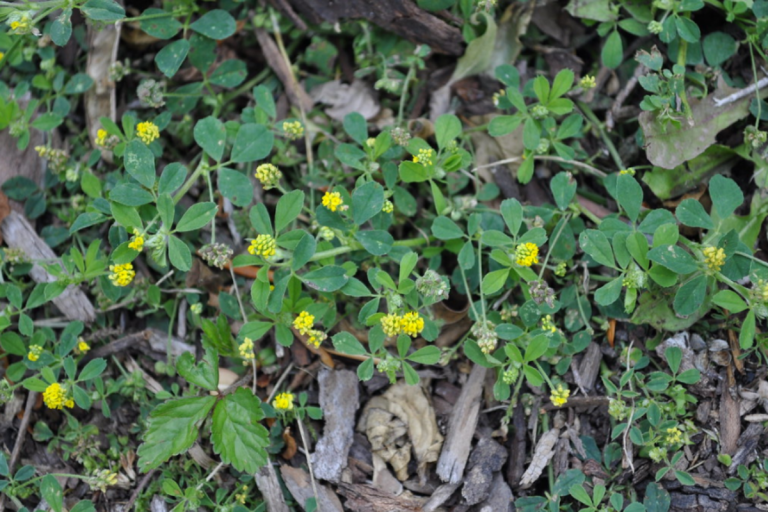 Black Medic, also known as Hop Clover