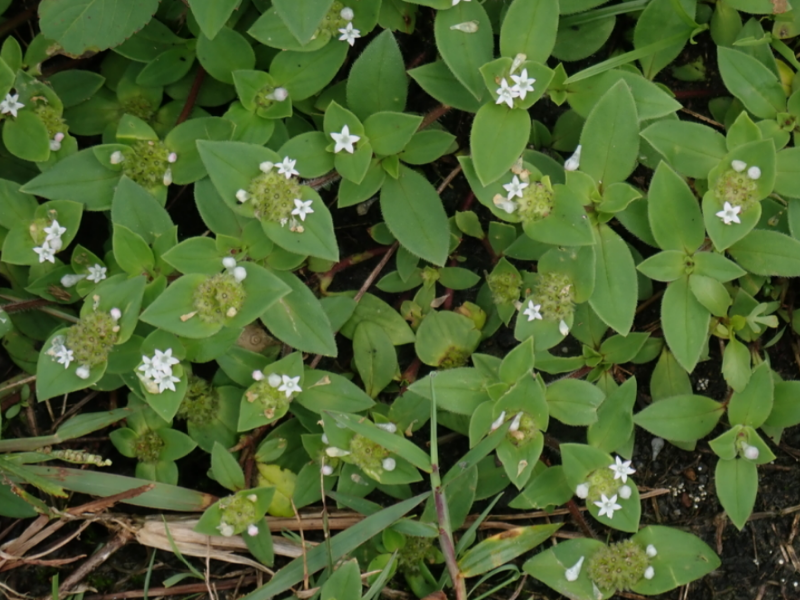 Mexican Clover can be removed by hand-pulling, digging, and herbicide applications