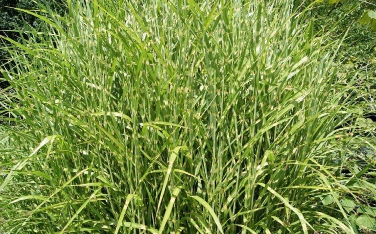 15 tallest ornamental grasses for privacy and beauty - InsightWeeds