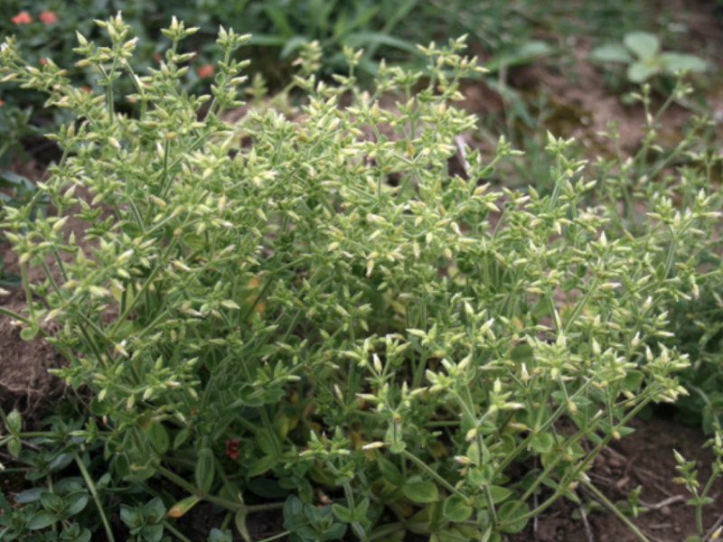 Mouse Ear forms large, dense, and low-growing weedy patches