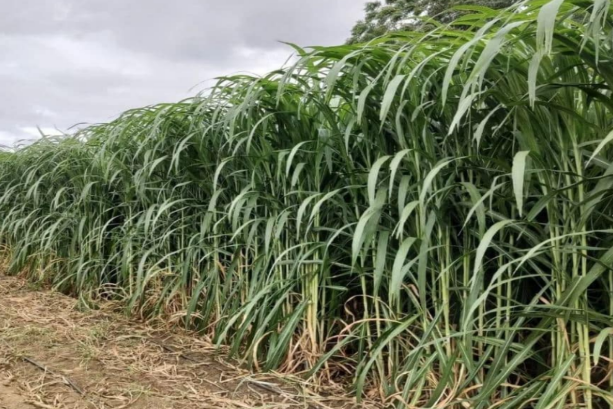 Napier grass on a farm