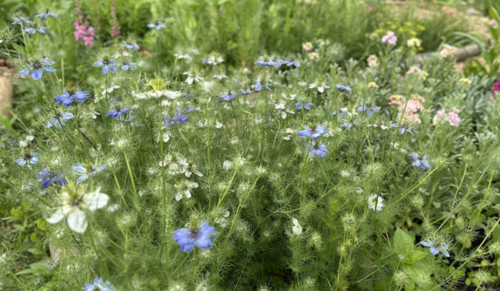 Nigella is a beloved spring ornamental, bringing charm and beauty to a variety of gardens