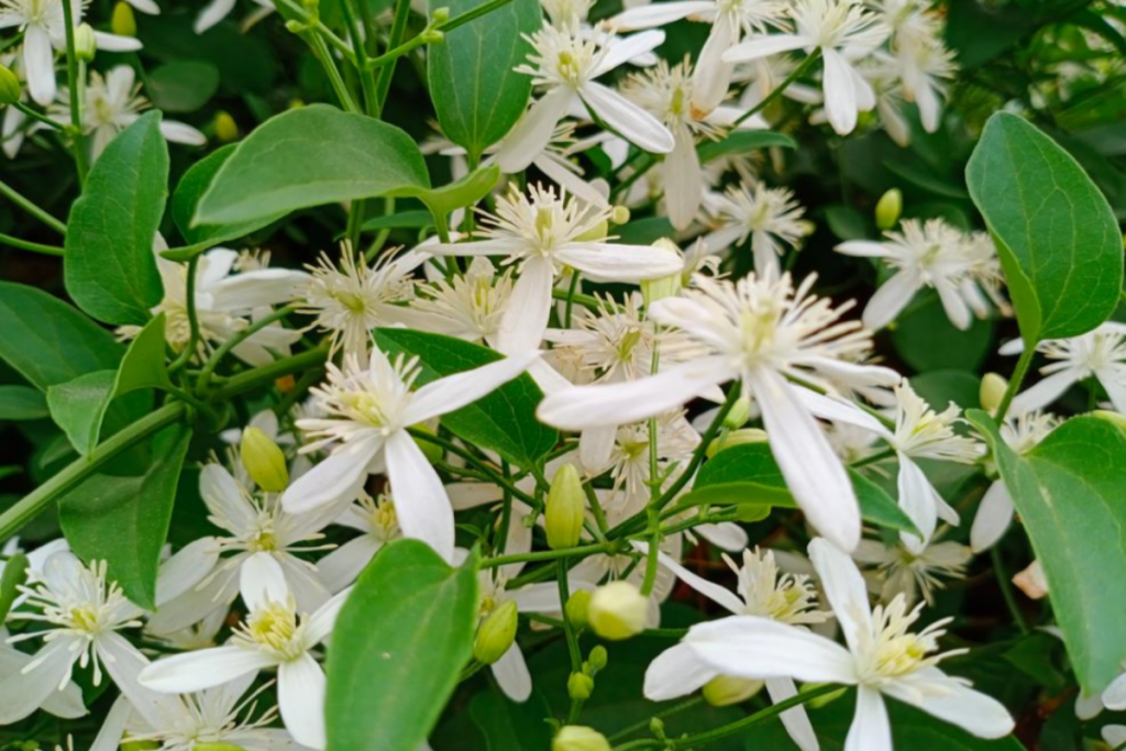 Cestrum nocturnum, also known as Night-Blooming Jasmine