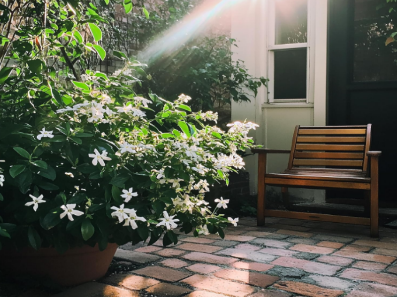 It is a popular houseplant for its sweet fragrance