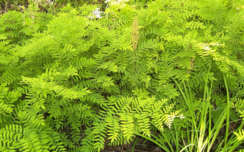 The award-winning Royal Fern 