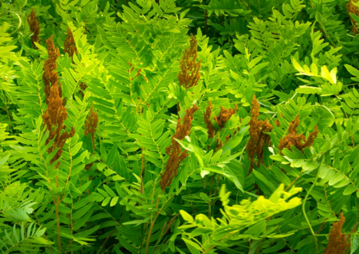 Royal Fern or Flowering Fern