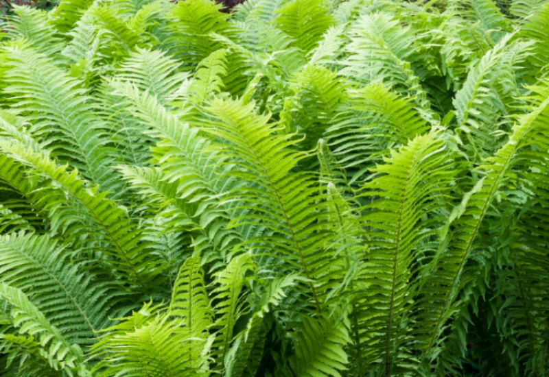 Ostrich Fern has large, bright green fronds