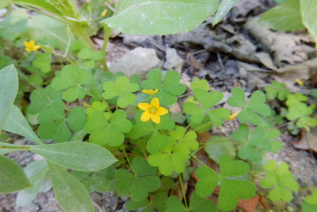 Oxalis stricta