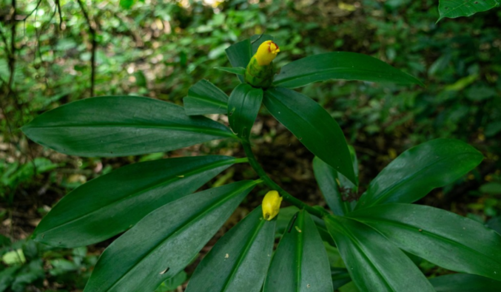 Costus pictus (Painted Spiral Ginger)