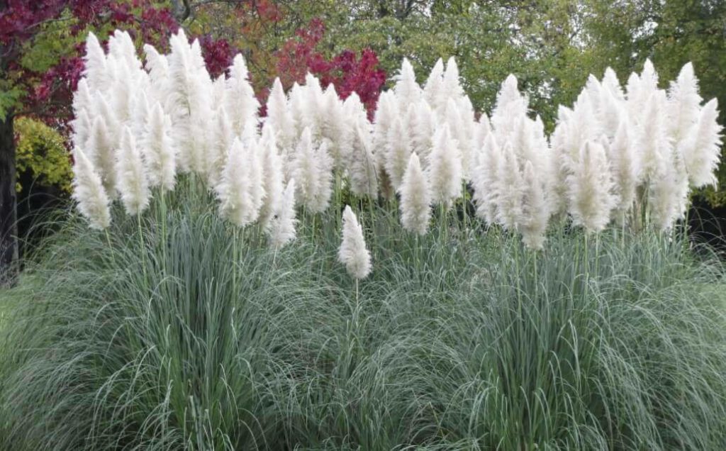 How to get rid of pampas grass permanently InsightWeeds