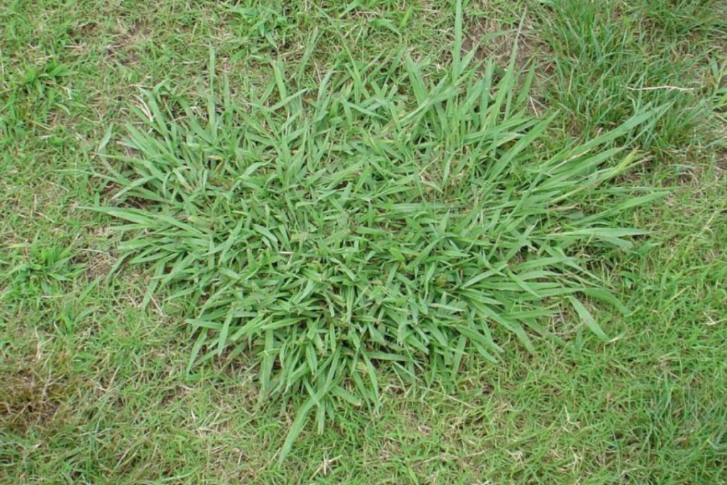 Paspalum dilatatum, commonly known as Dallisgrass