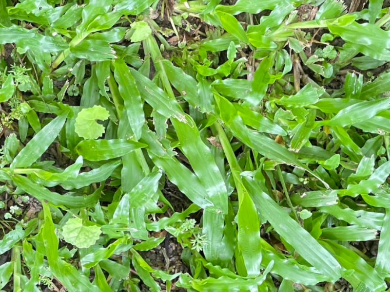 Pearl Grass has light green to green, shiny leaves