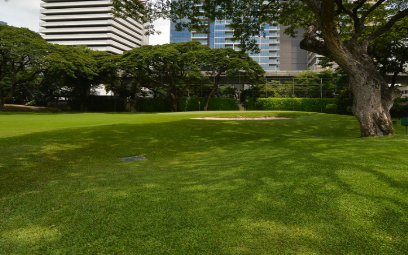 Pearl Grass is a popular turf grass for residential lawns and parks