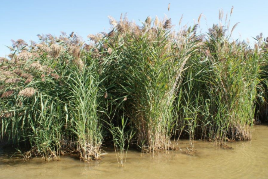 A large phragmite infestation