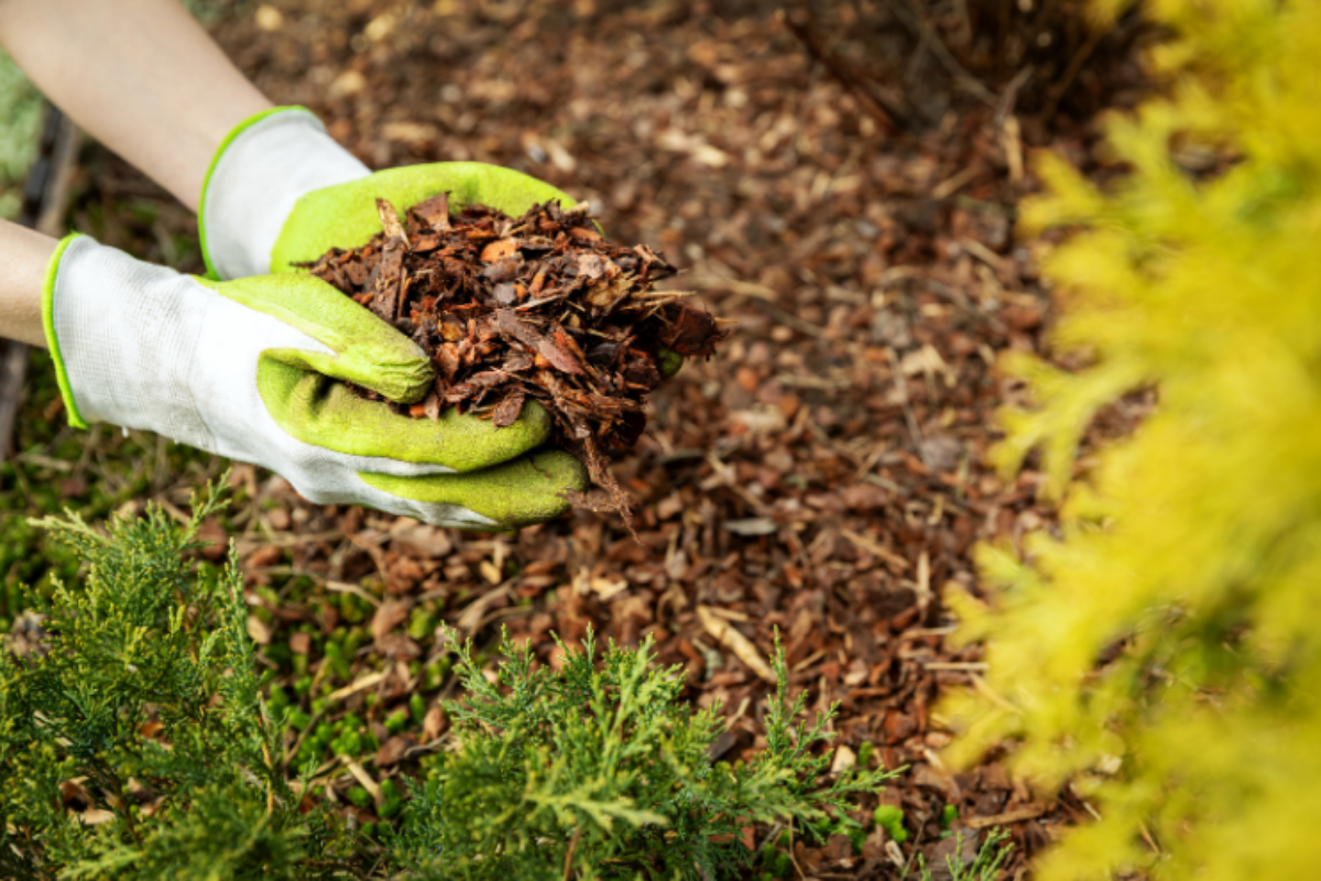 A gardener laying pine bark mulch