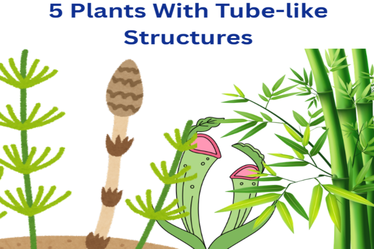 Plants with tube-like structures