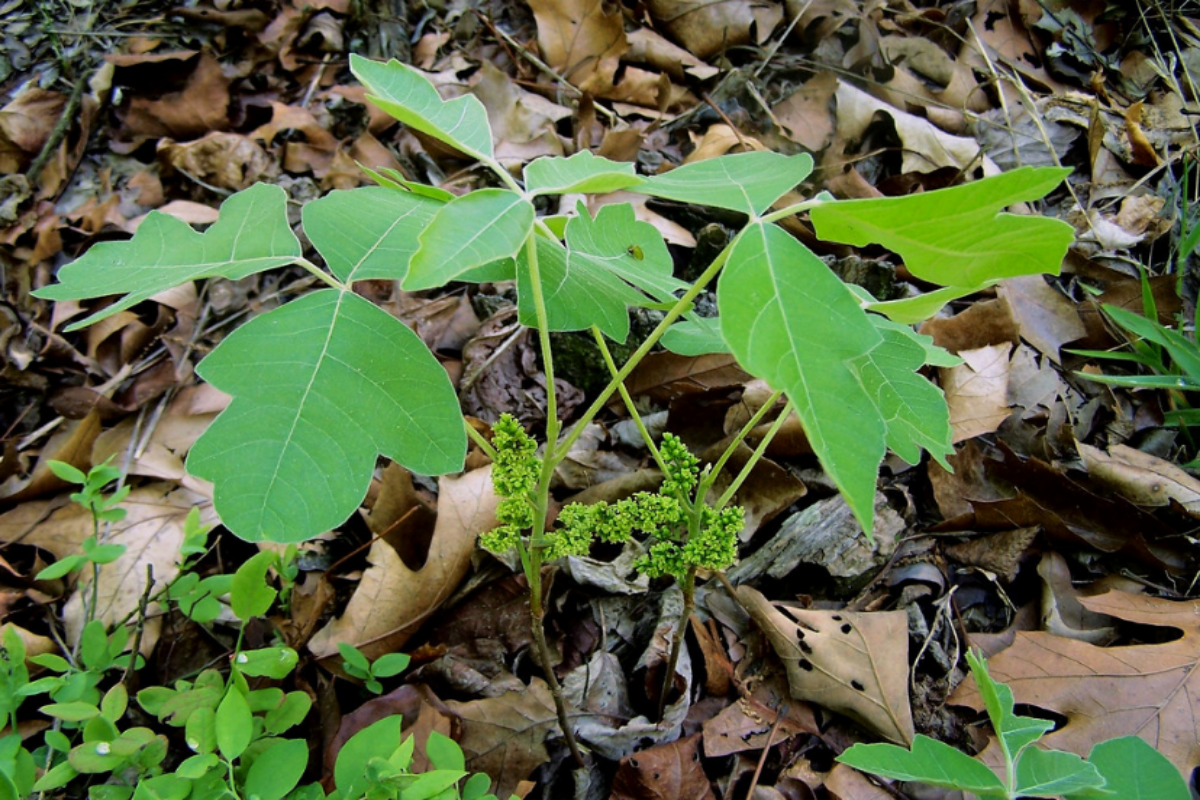 Toxicodendron pubescens (Poison oak)