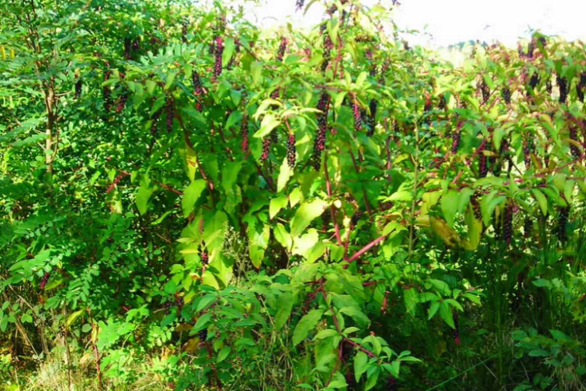 Pokeweed infestation