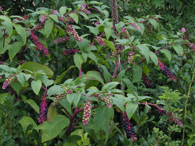 Pokeweed invades landscapes, no-till fields, and waste areas
