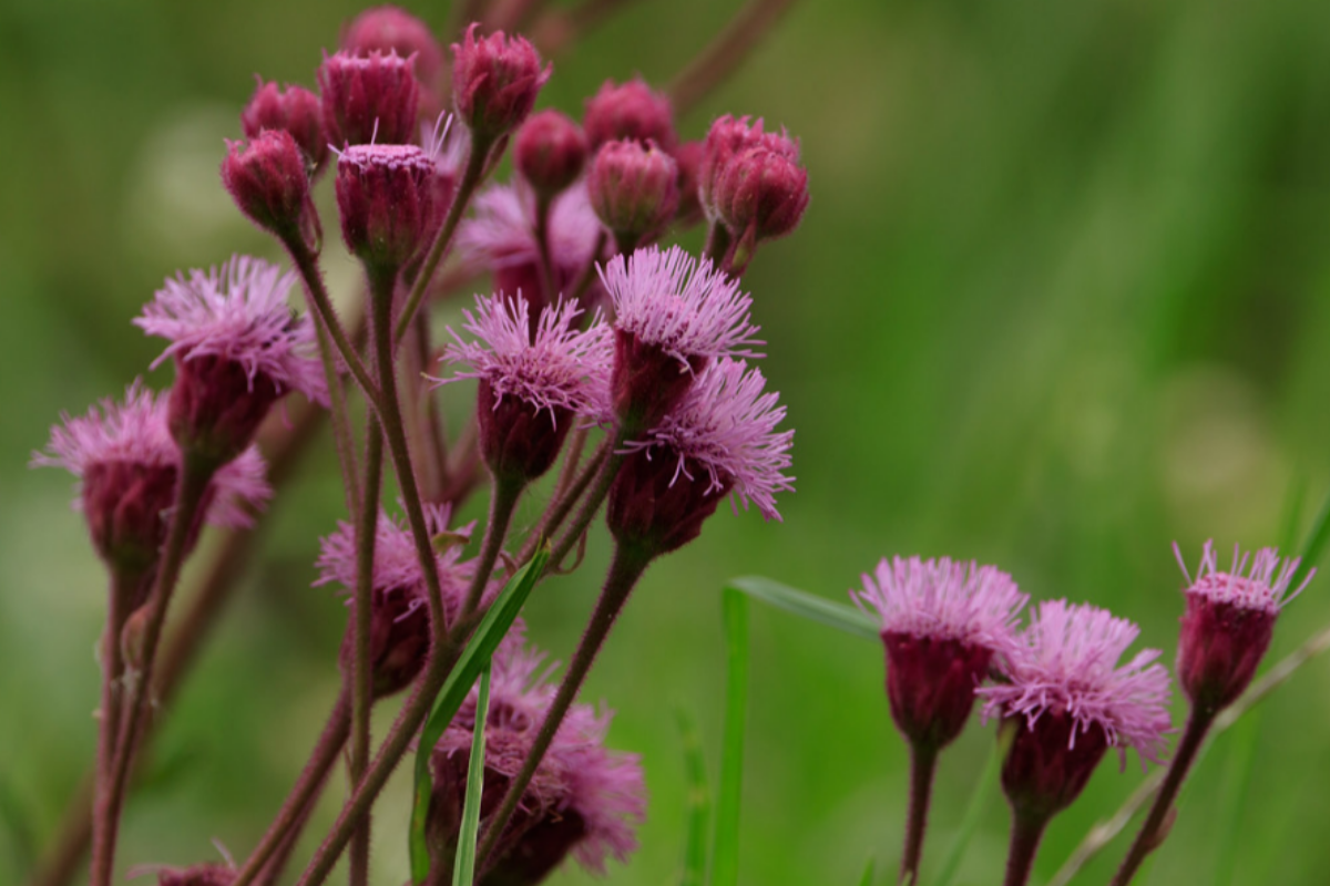Pompom weed