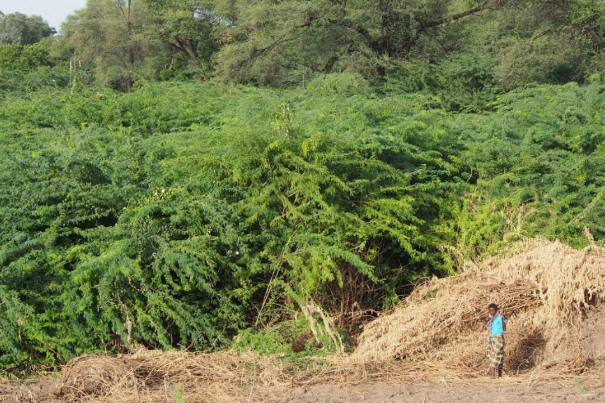 Prosopis tree in a dense thicket