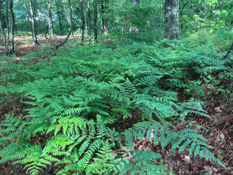 Bracken is commonly found in meadows, roadsides, pastures, and deciduous woodlands