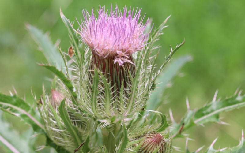 Purple Thistle can be found in prairies, pinelands, pastures, and other disturbed sites